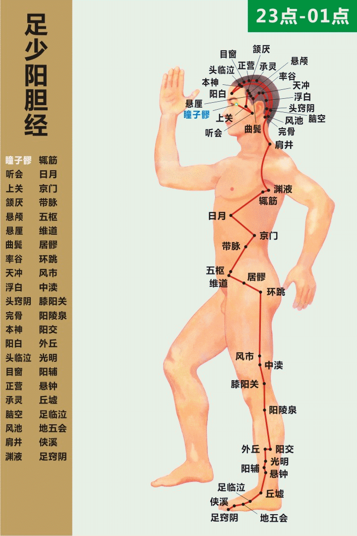 十四经穴位及走向高清动图
