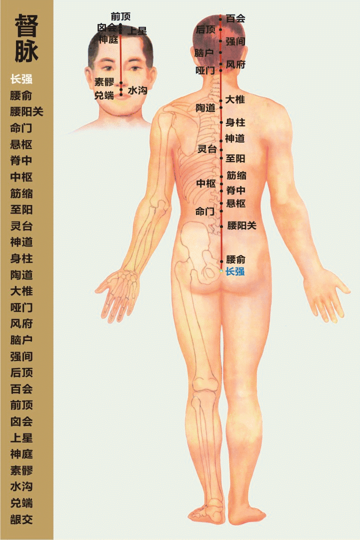 十四经穴位及走向高清动图