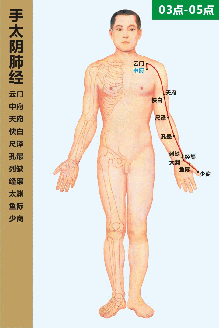 十四经穴位及走向高清动图