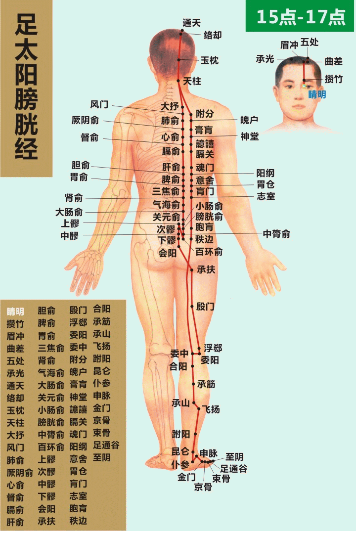十四经穴位及走向高清动图