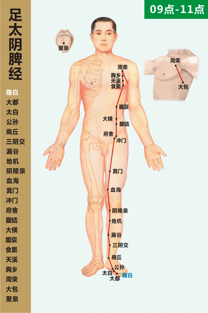十四经穴位及走向高清动图