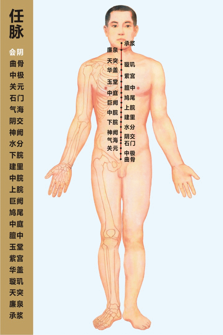 十四经穴位及走向高清动图