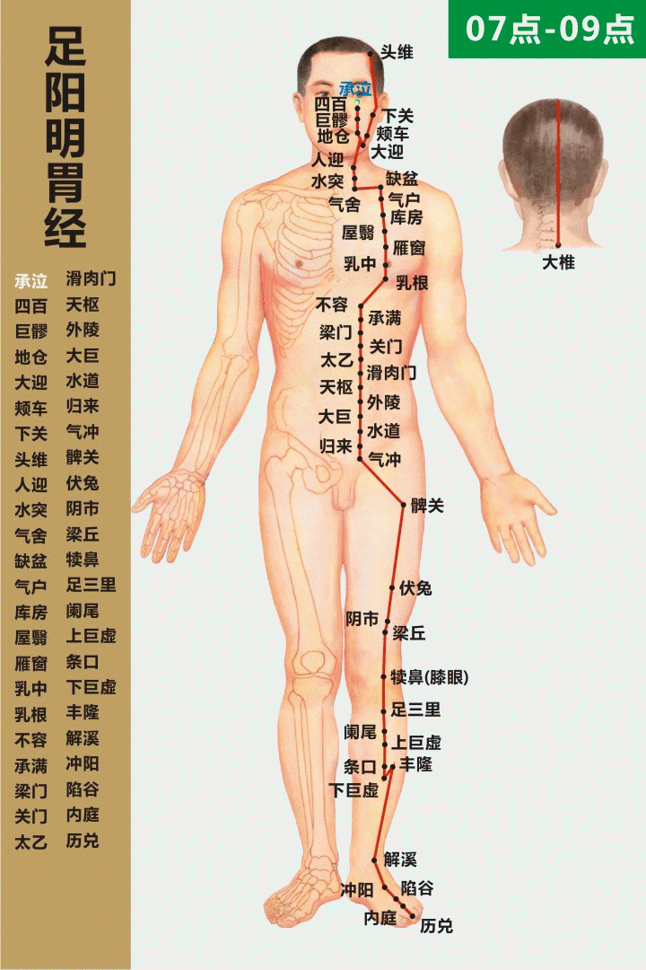 十四经穴位及走向高清动图